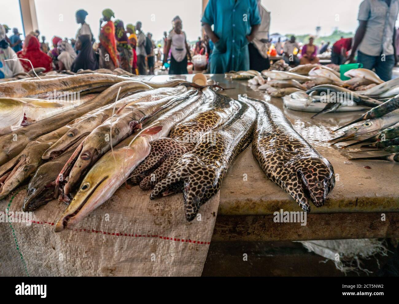 Moraenas on the table in Dar Es Salaam. Morey eel on slab at fish market, Tanzania Stock Photo