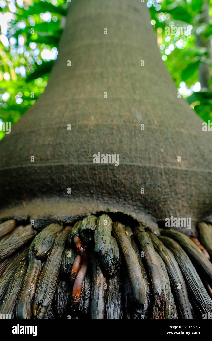 Close-up of roots of a palm tree. Stock Photo