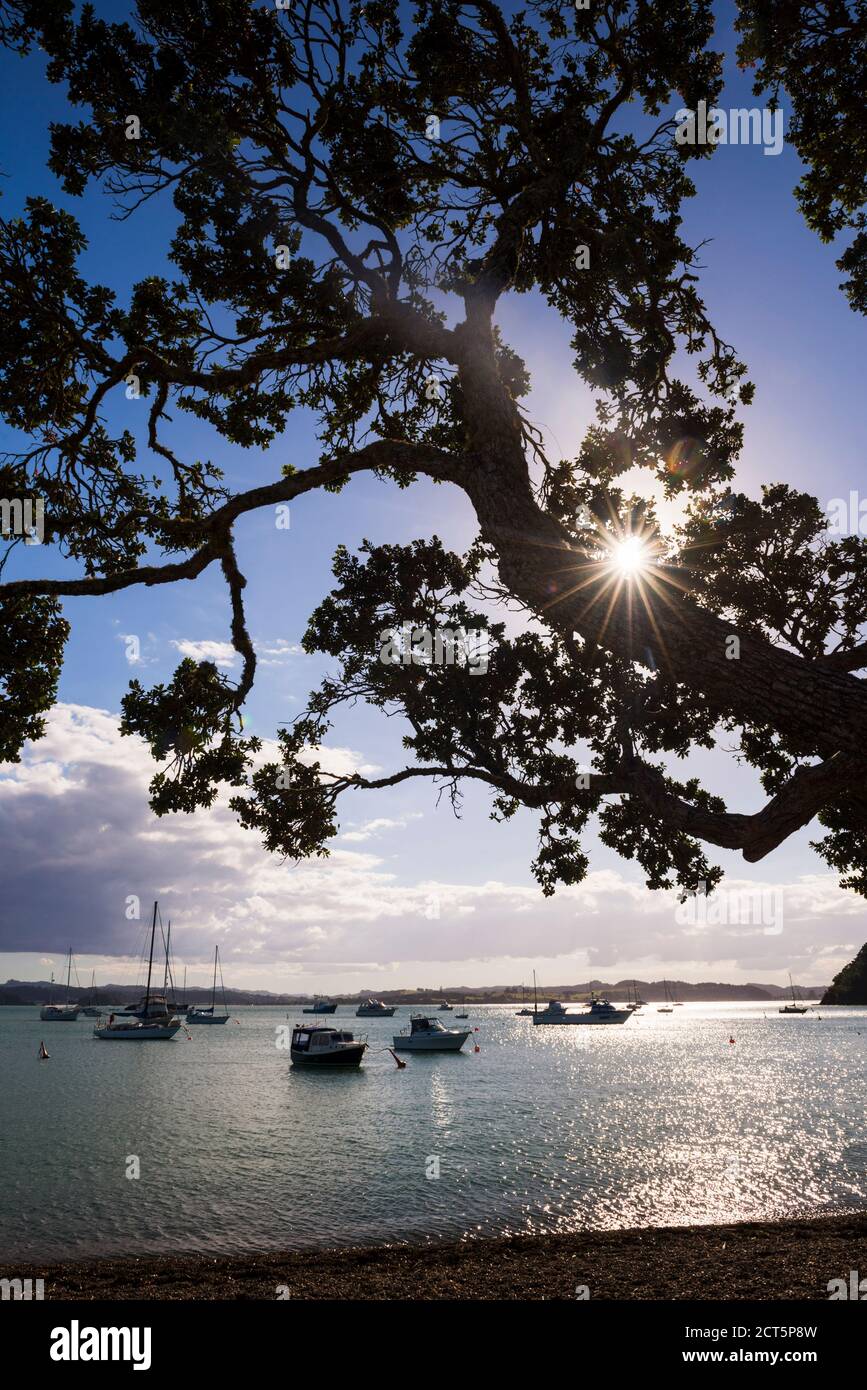 Pohutukawa Tree lining Russell Beach, Bay of Islands, Northland Region, North Island, New Zealand Stock Photo