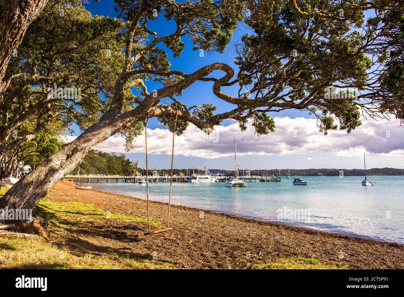 Swing hanging from a Pohutukawa Tree on Russell Beach, Bay of Islands, Northland Region, North Island, New Zealand Stock Photo