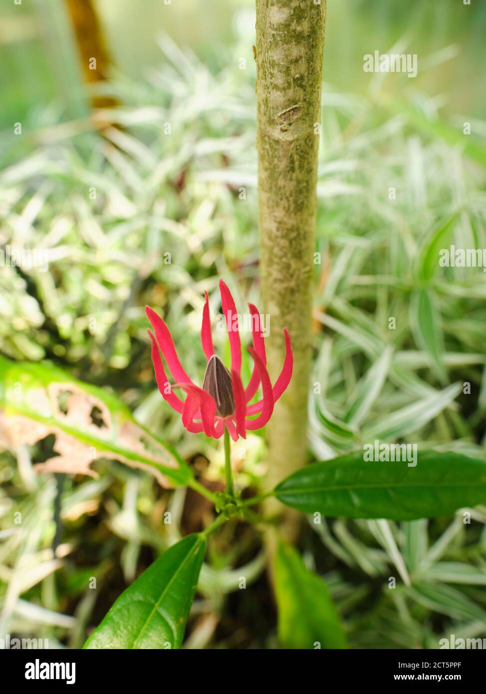 Pavonia multiflora or the Brazilian candles. Glossy foliage with lance-shaped leaves. Red or dark pink bracts surrounding cone-shaped bud. Stock Photo