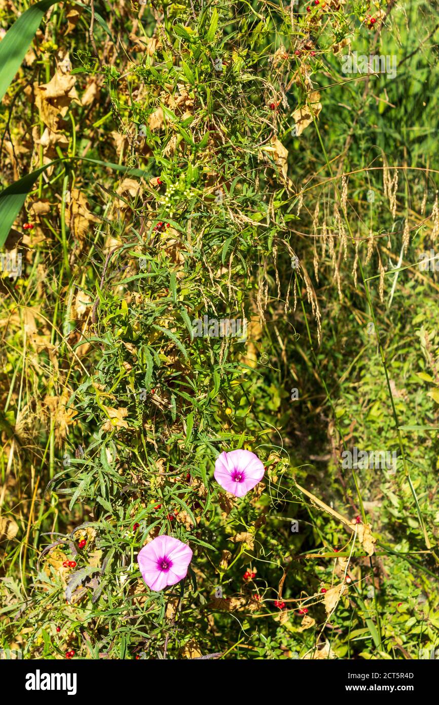 Convolvulus althaeoides, Pink Mallow Bindweed Flower Stock Photo
