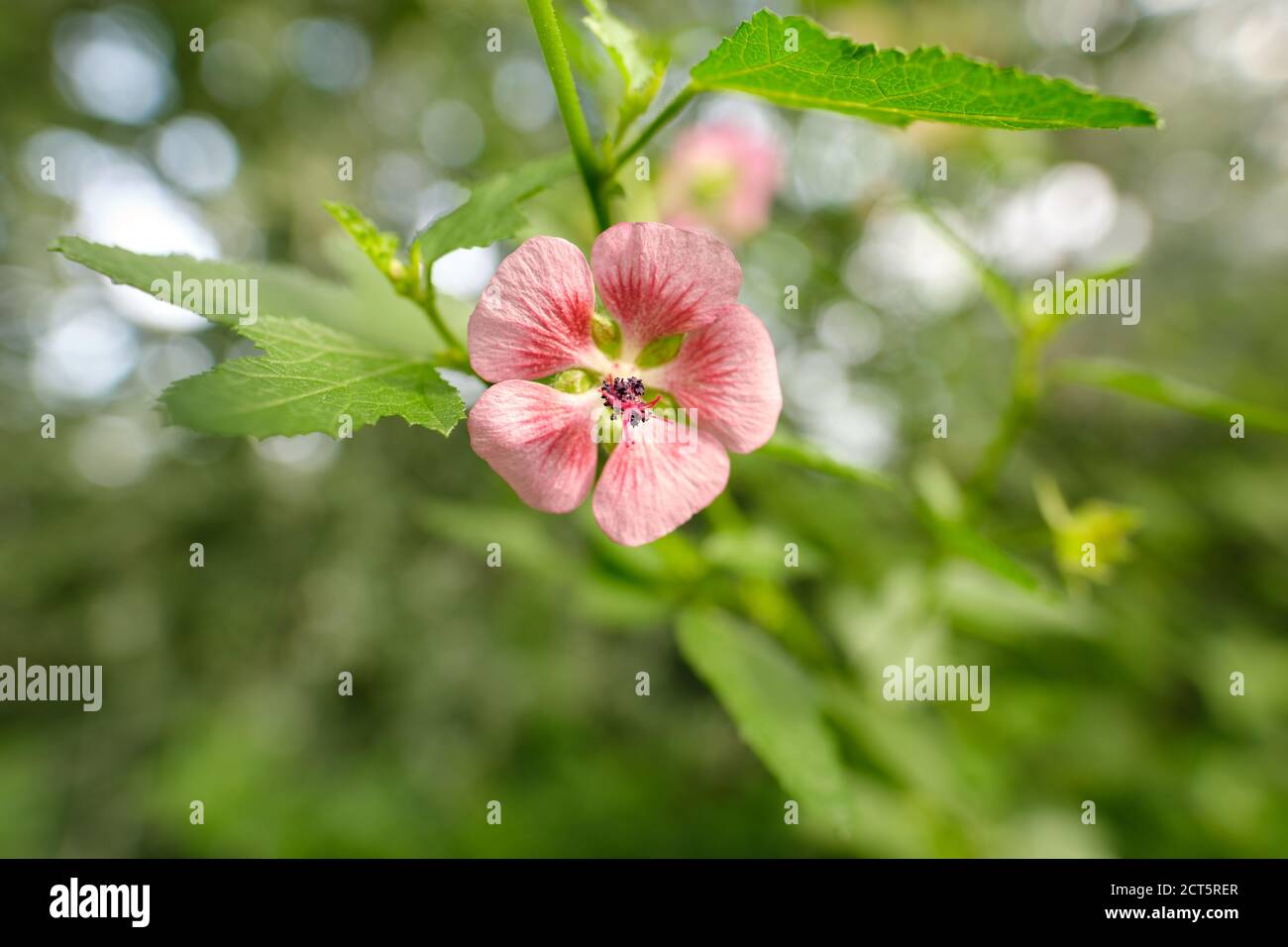 Close-up of a pink geranium flower Stock Photo