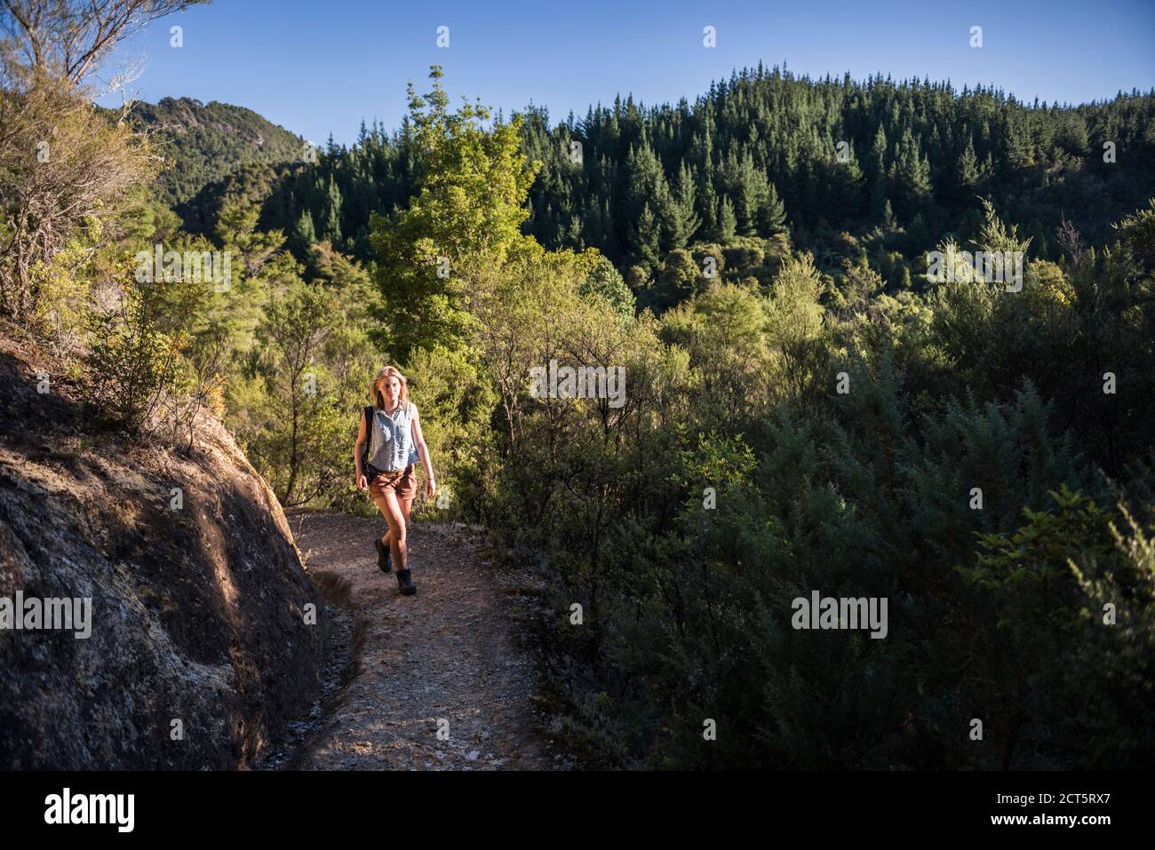 Tourist hiking in Coromandel Forest Park, Coromandel Peninsula, New