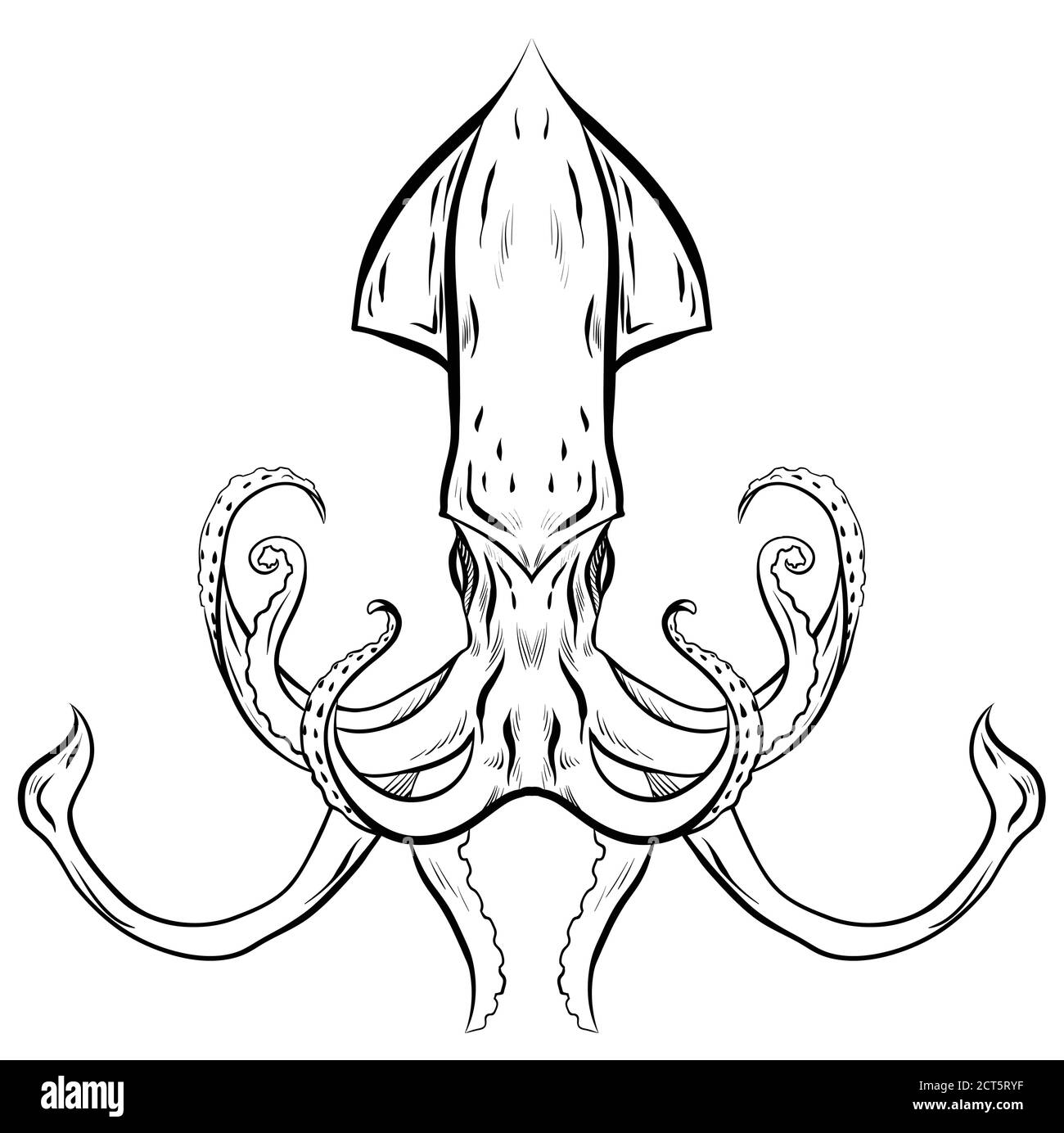 Contour black and white illustration of squid. The object is separate