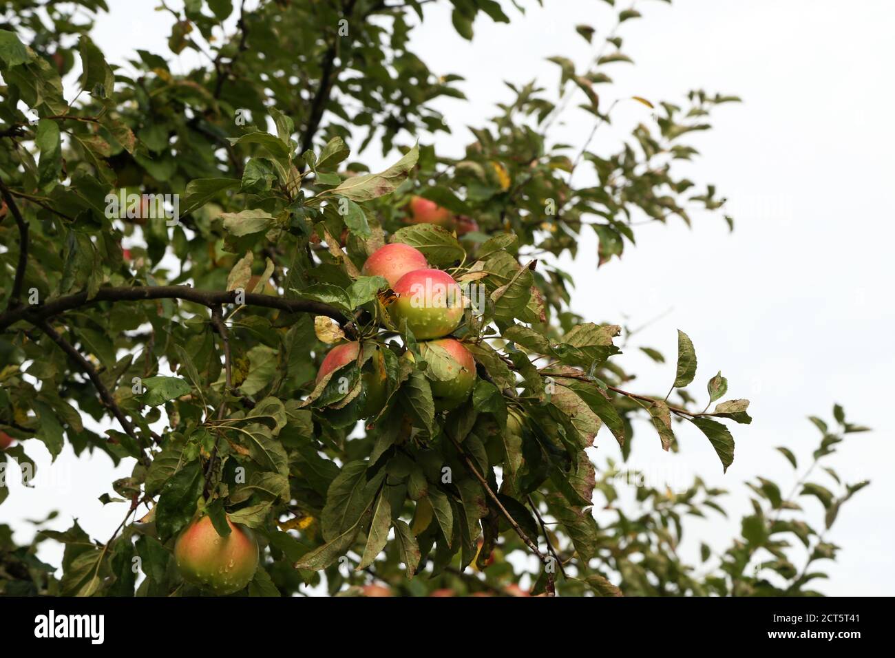 Red apples ripen on tree branches in the garden Stock Photo - Alamy