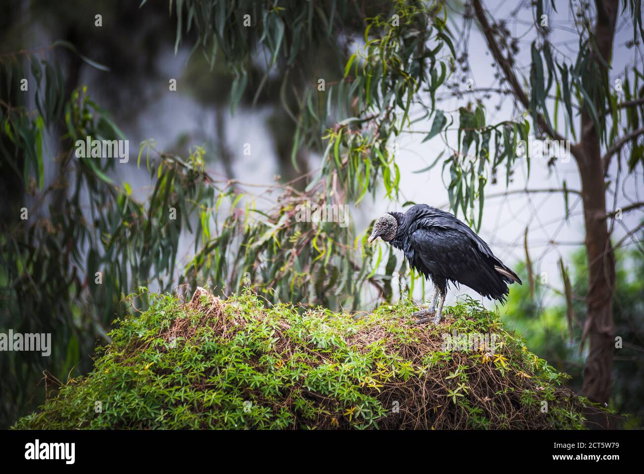 Vulture in Barranco District, Lima, Lima Province, Peru, South America Stock Photo