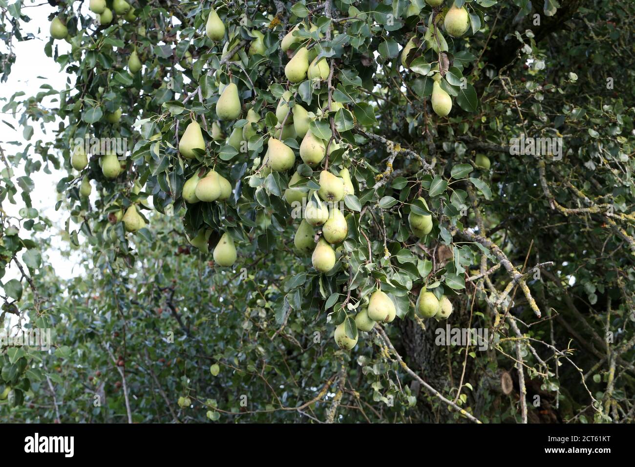 Green pears ripen in trees in the garden Stock Photo - Alamy