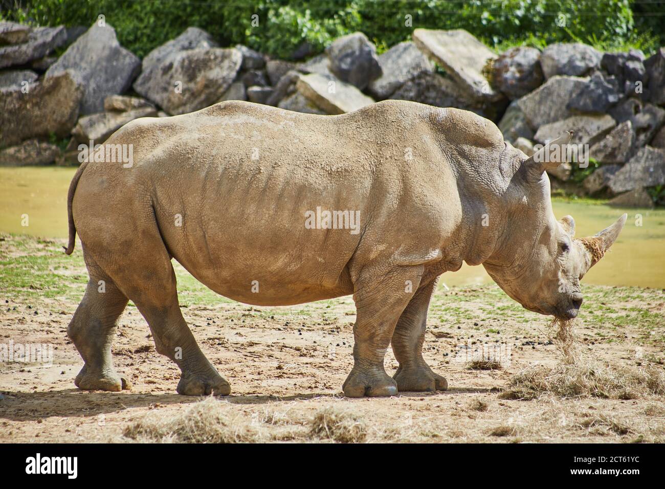 Fauna wilderness zoo rhino hi-res stock photography and images - Alamy
