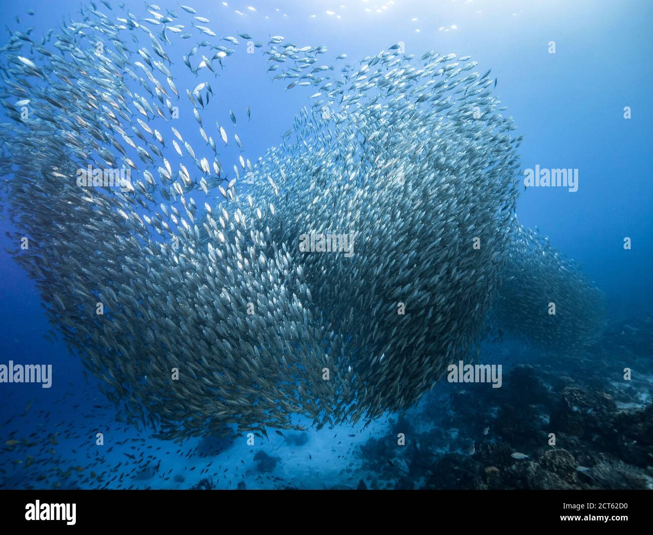 Bait ball / school of fish in turquoise water of coral reef in