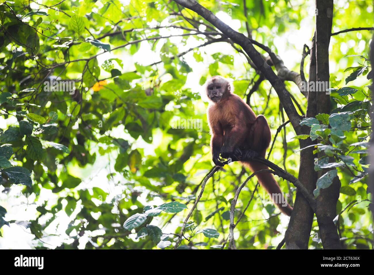 White Fronted Capuchin Monkey Cebus Albifrons Monkey Island Isla De