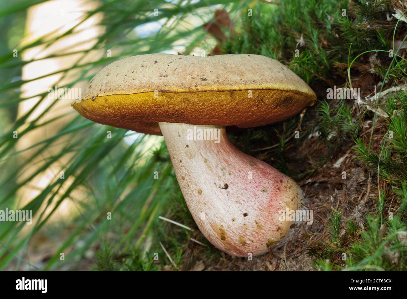 Red foot bolete, also known as Scarletina bolete, growing in a forest Stock Photo