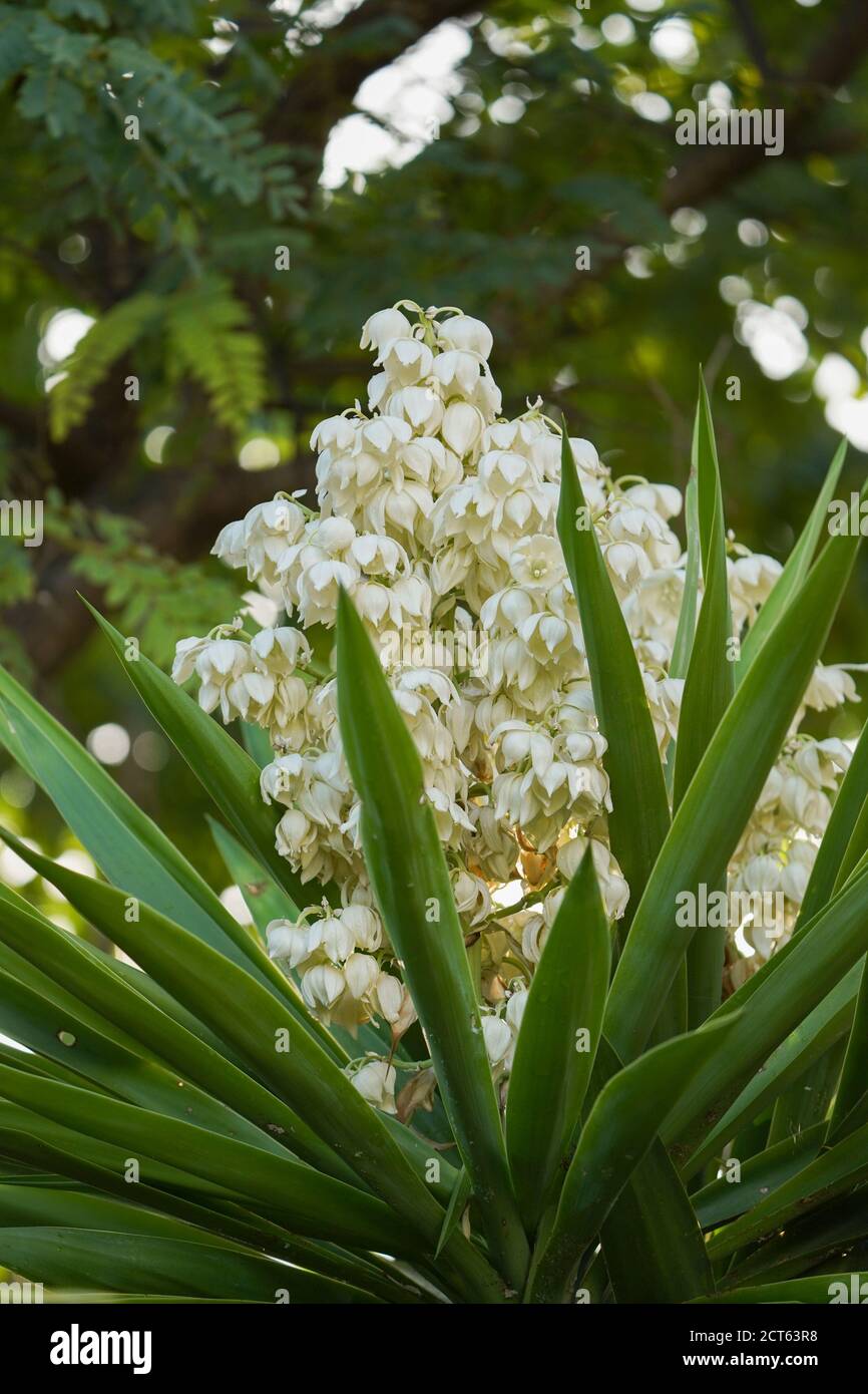 Yucca plant flowering hires stock photography and images Alamy
