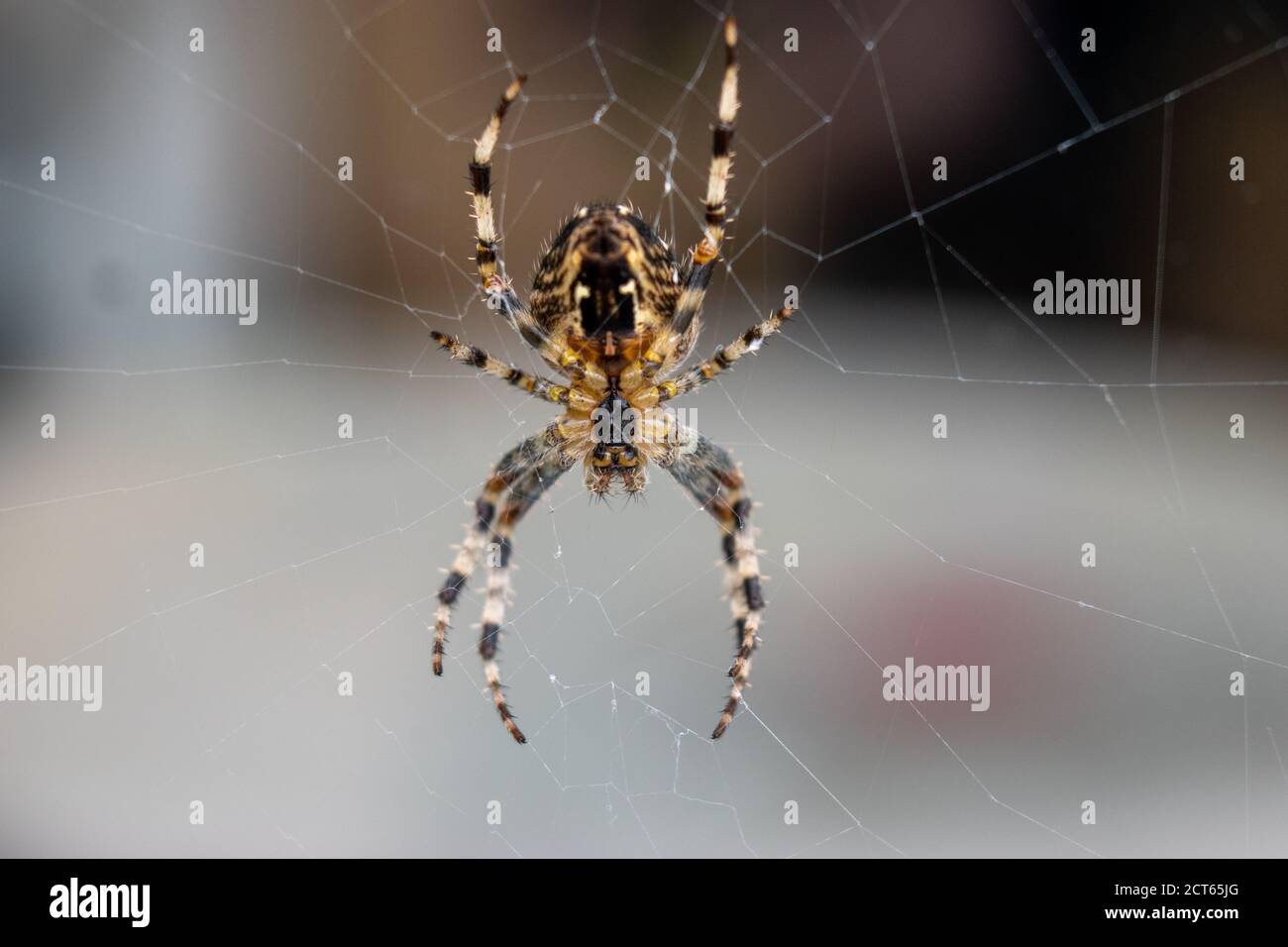 A close up of a Cardinal spider in it's web in a house in the UK Stock