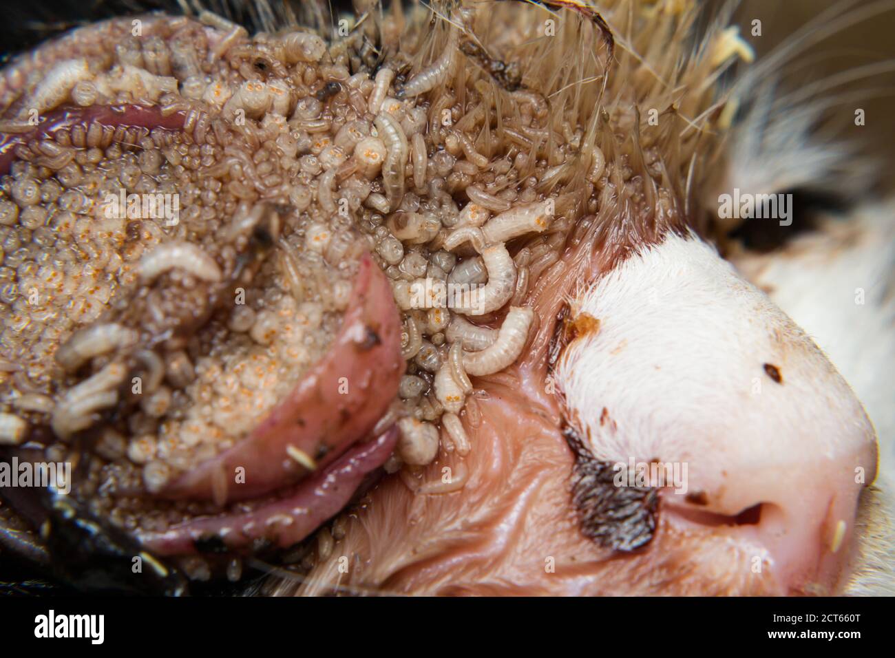 Maggots hi-res stock photography and images - Page 3 - Alamy
