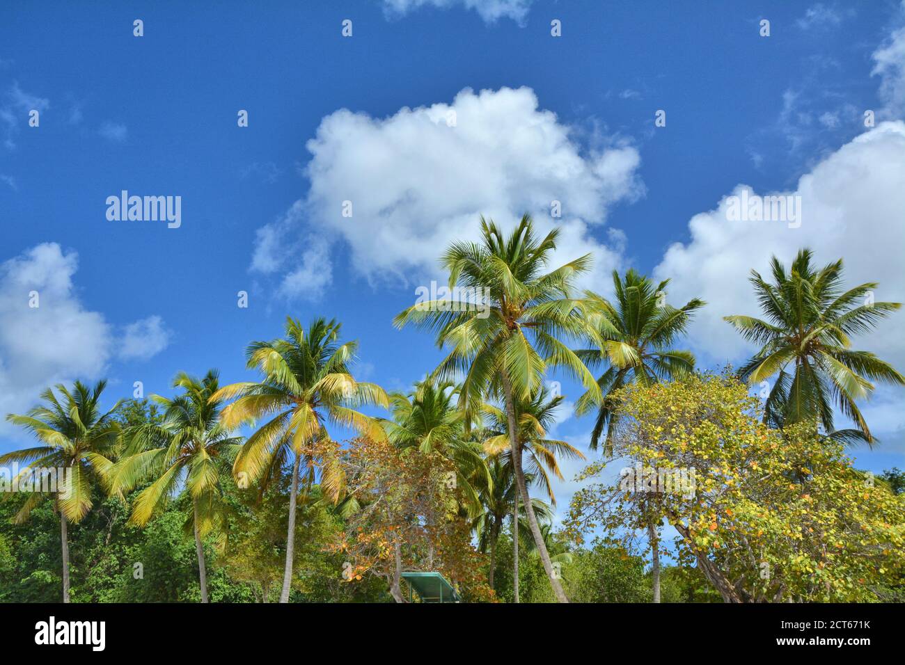 Caribbean palm trees on St Thomas beach, US Virgin Islands Stock Photo