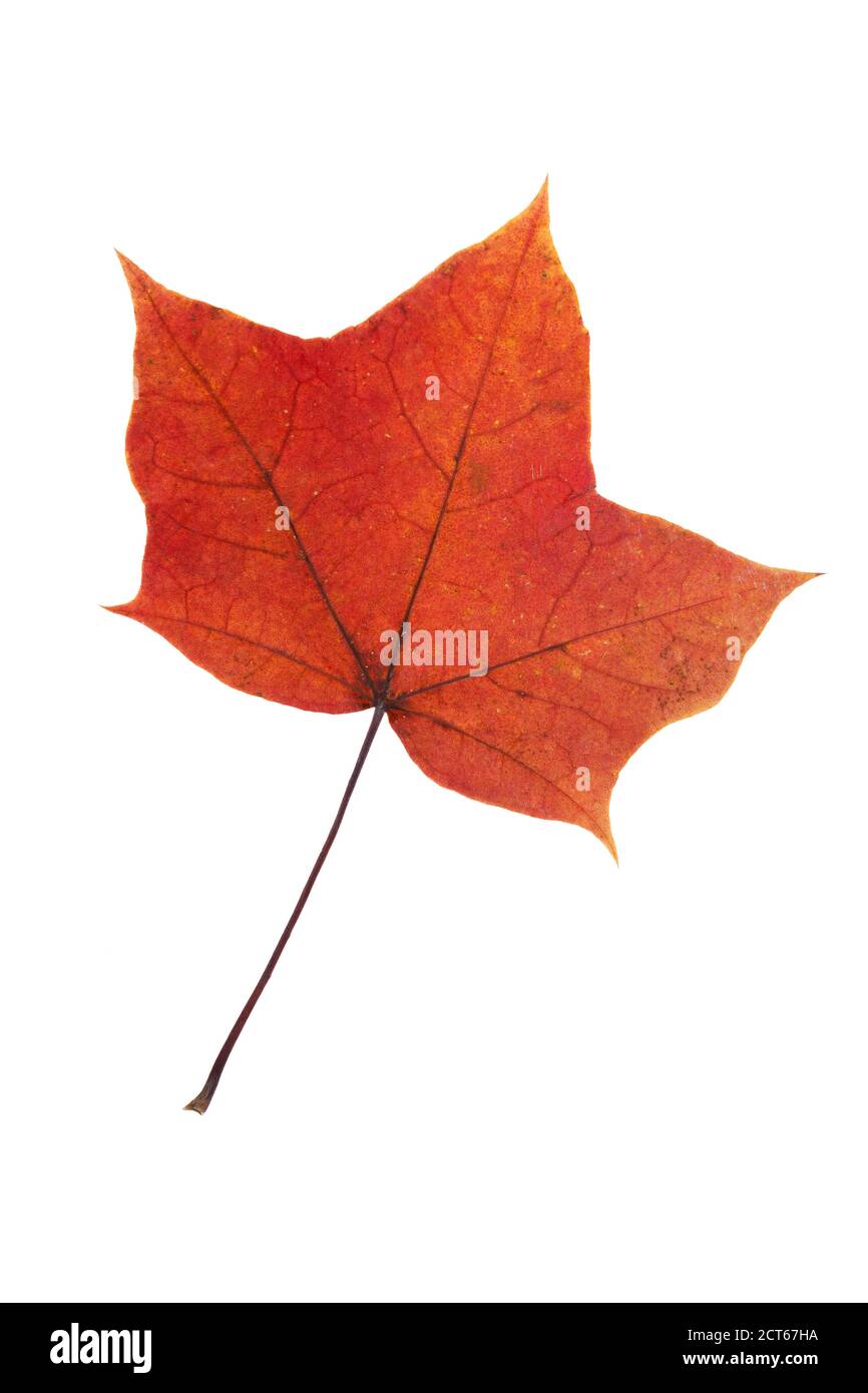red autumn leaf isolated on white background Stock Photo - Alamy