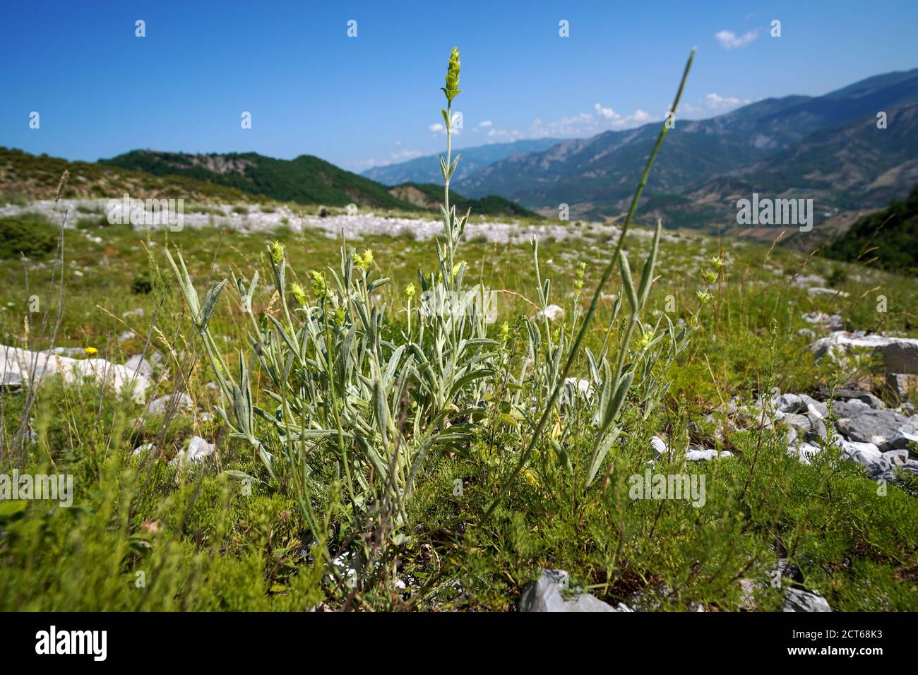 26 June 2020, Albania, Përmet: A planting tuft of Greek mountain tea of