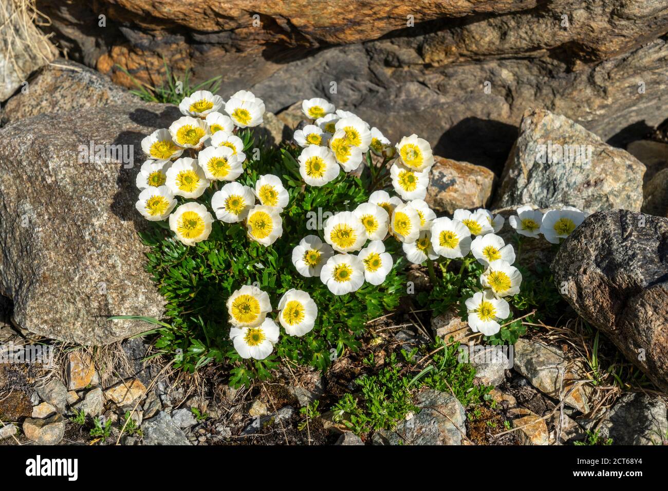 Gletscher-Hahnenfuss (Ranunculus glacialis) bei der Diavolezza, Oberengadin, Kanton Graubünden. Stock Photo