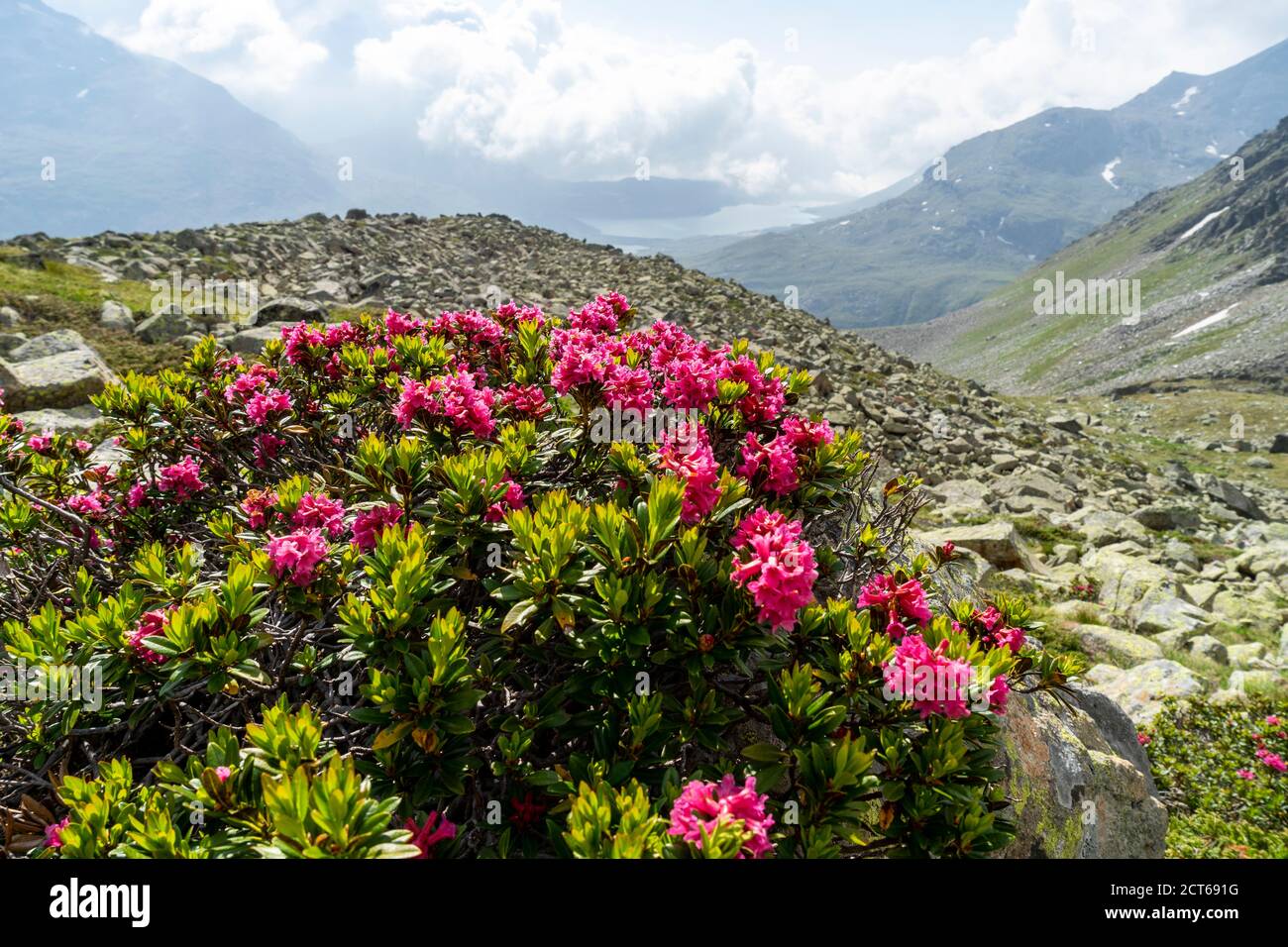 Rostblättrige Alpenrose (Rhododendron ferrugineum) im Val Bernina, Oberengadin, Kanton Graubünden. Hinten der Berninapass mit dem Lago Bianco. Stock Photo