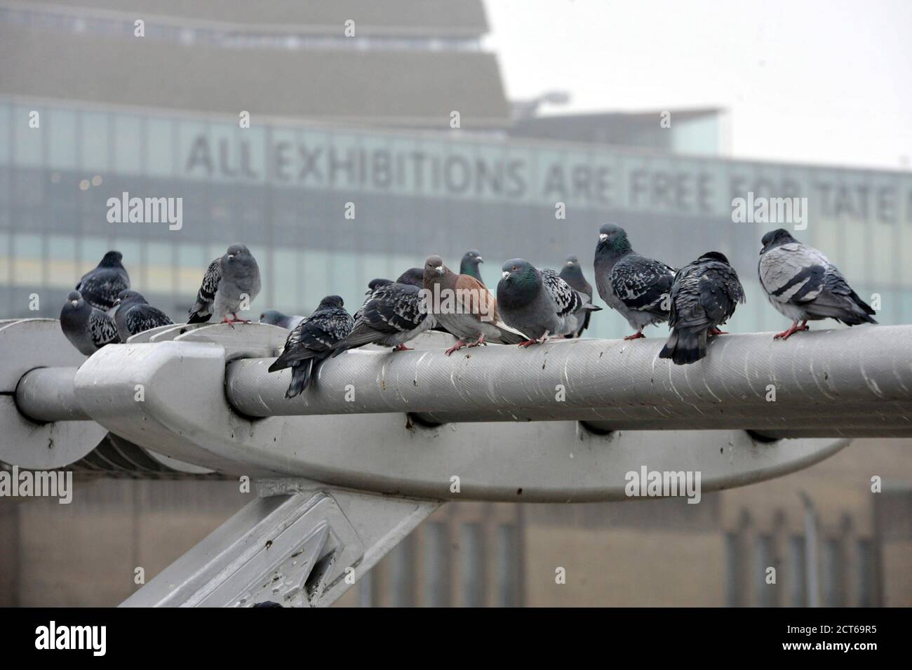 London, Millennium Bridge ad doves Stock Photo