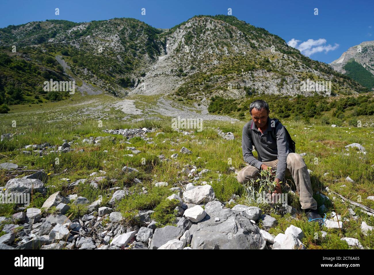 Albania mountain tea hi-res stock photography and images - Alamy
