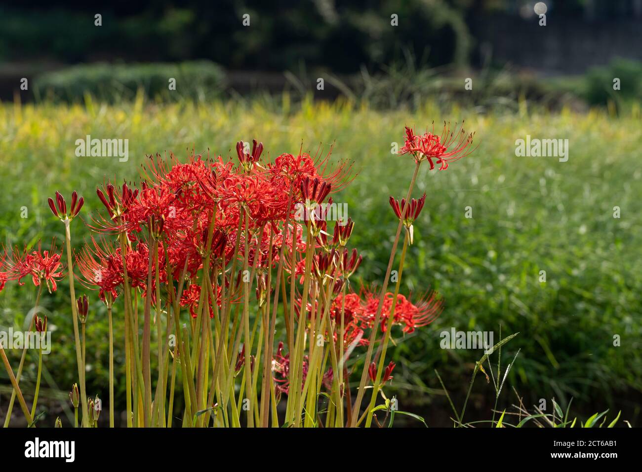 Red spider lily (Lycoris radiata), Isehara City, Kanagawa Prefecture, Japan Stock Photo