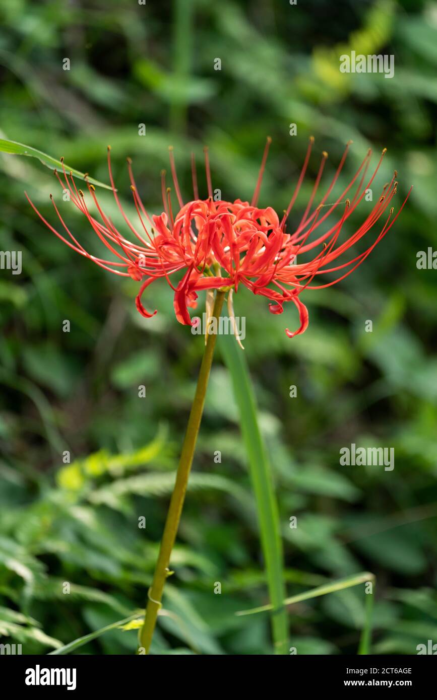 Red spider lily (Lycoris radiata), Isehara City, Kanagawa Prefecture, Japan Stock Photo