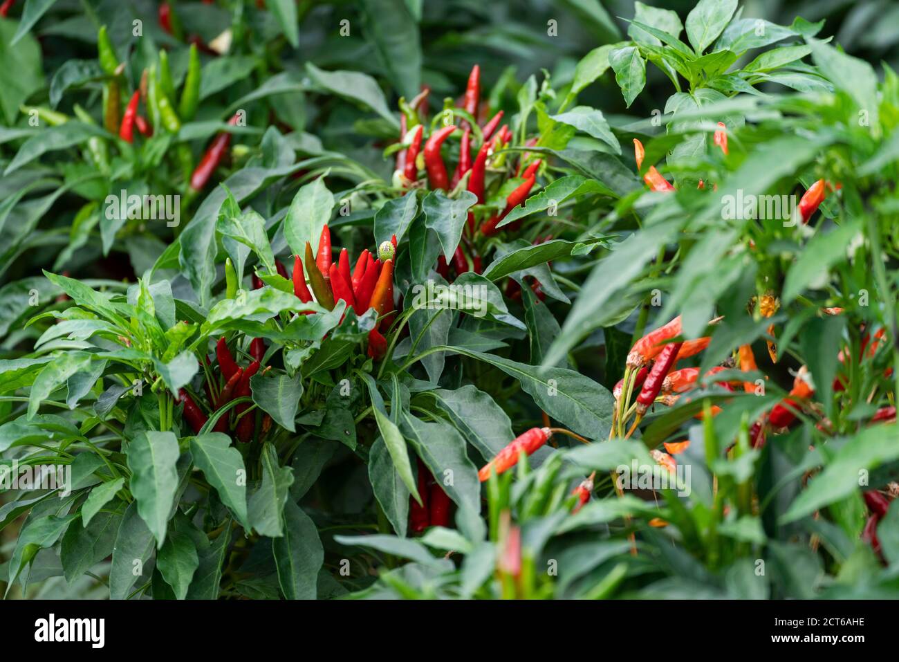 Chili pepper field, Isehara City, Kanagawa Prefecture, Japan Stock