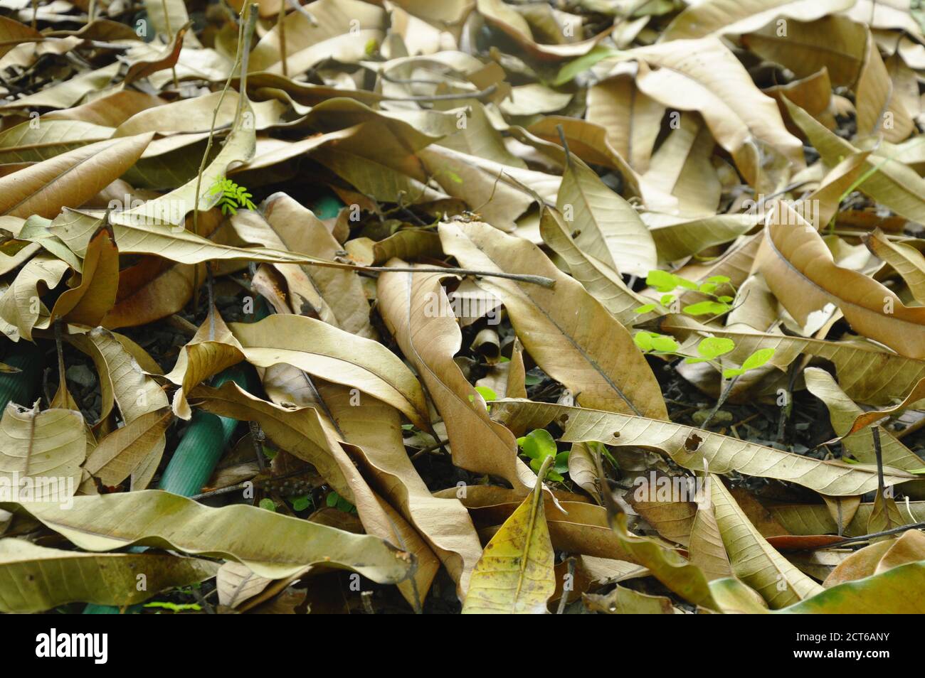 Dry mango leaf falling on ground with monochrome tone Stock Photo Alamy
