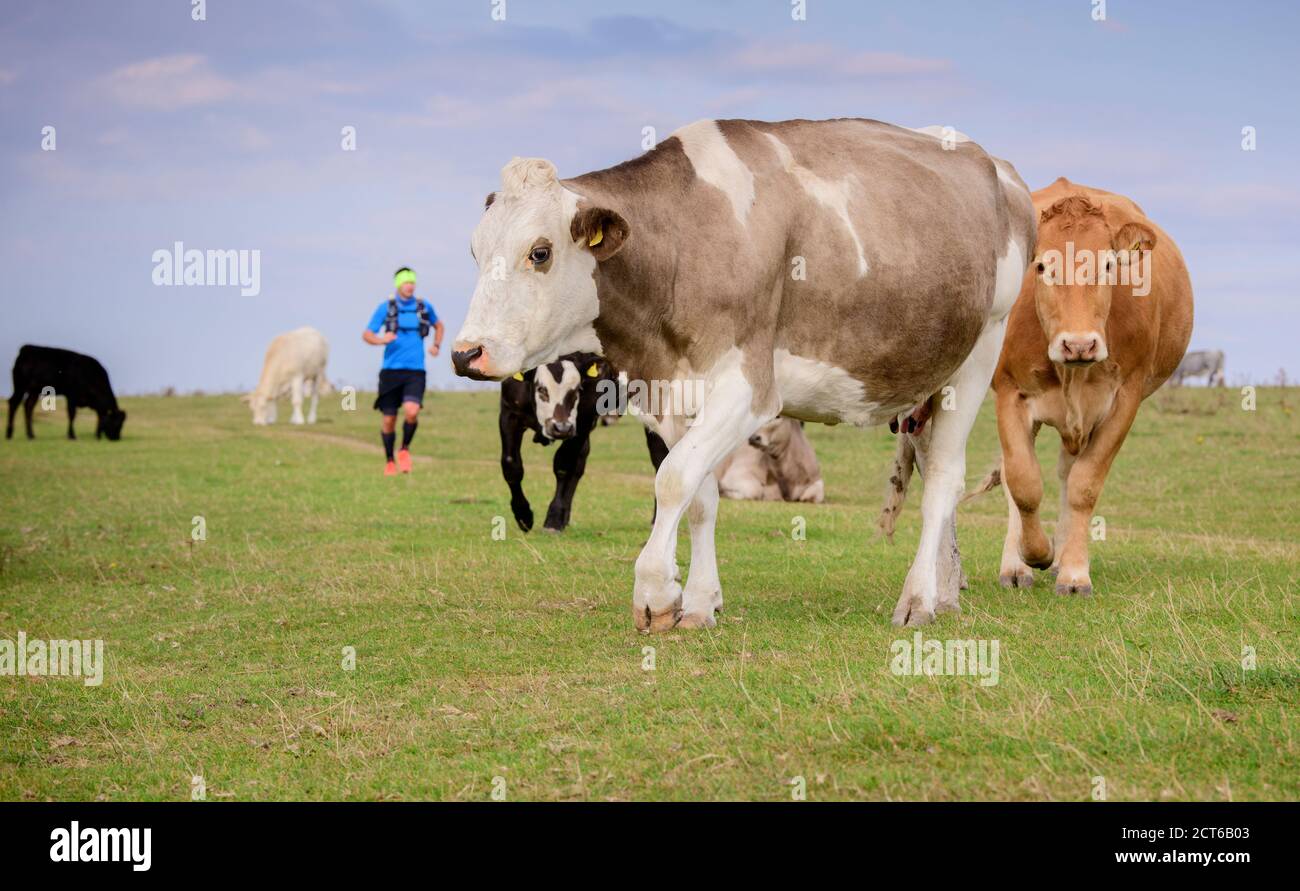 Jogger on Firle Beacon, East Sussex, UK, running through a herd of grazing cattle. Stock Photo