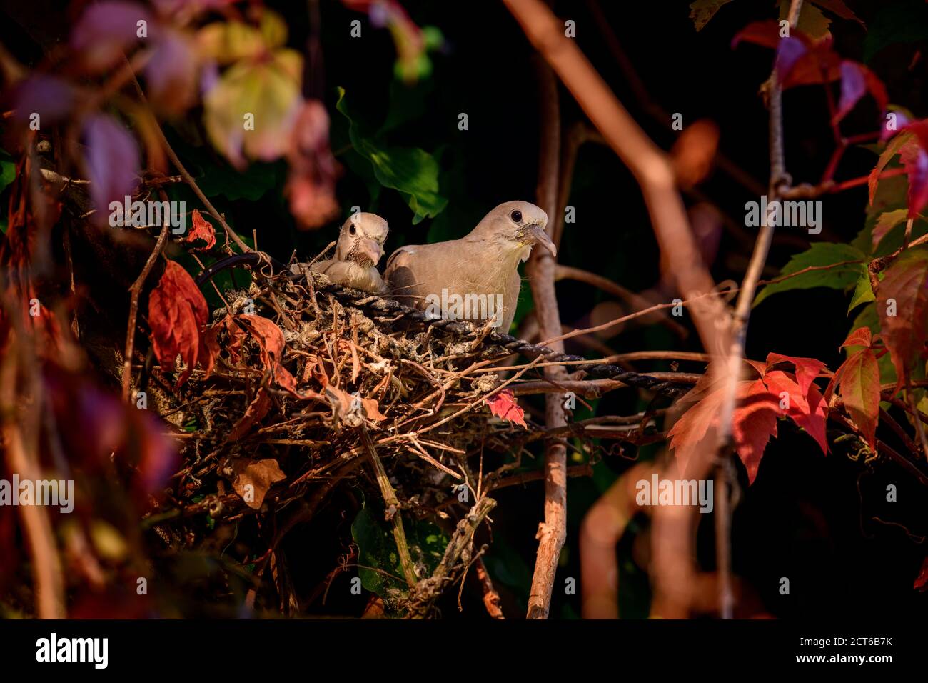 Collared doves hires stock photography and images Alamy