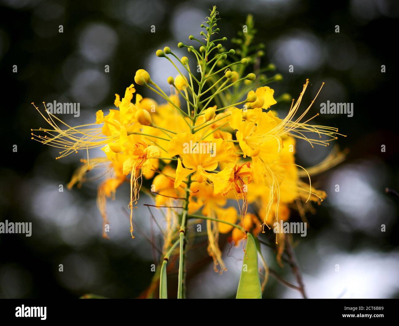 Blossom of beautiful Yellow poinciana flower standing still Stock Photo