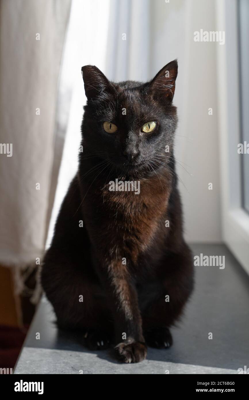 Cat sitting on window ledge hires stock photography and images Alamy