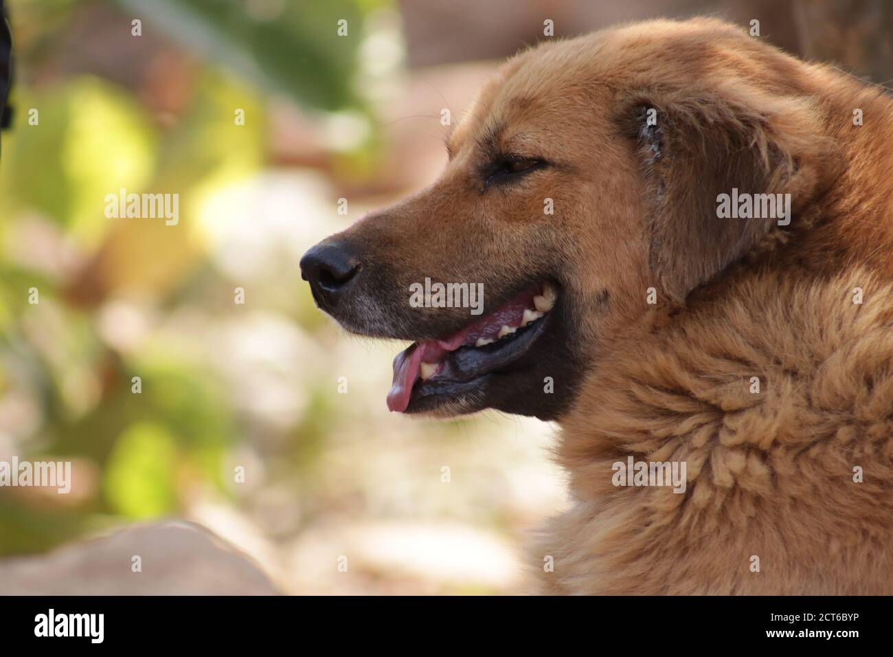 beautiful dog Stock Photo