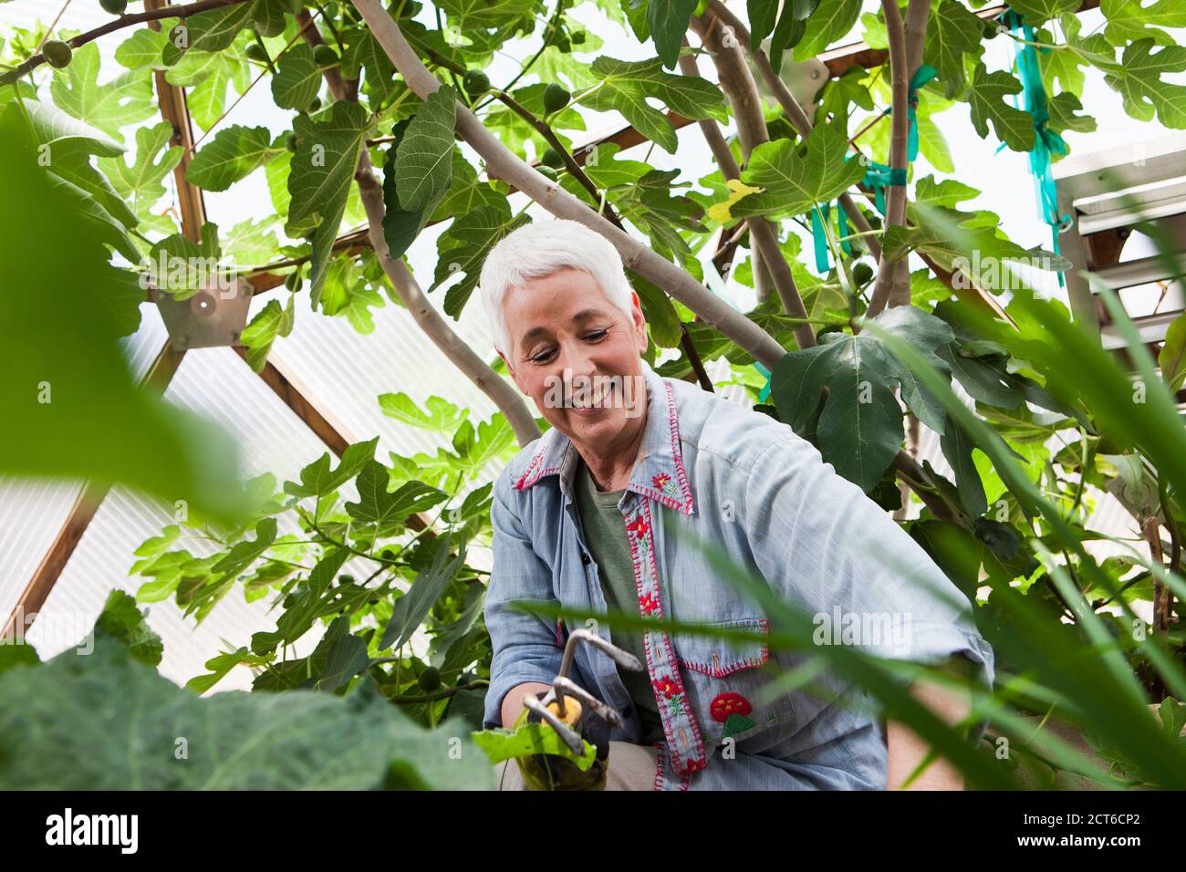 Smiling senior woman gardening in a geodesic dome, climate controlled glass house Stock Photo