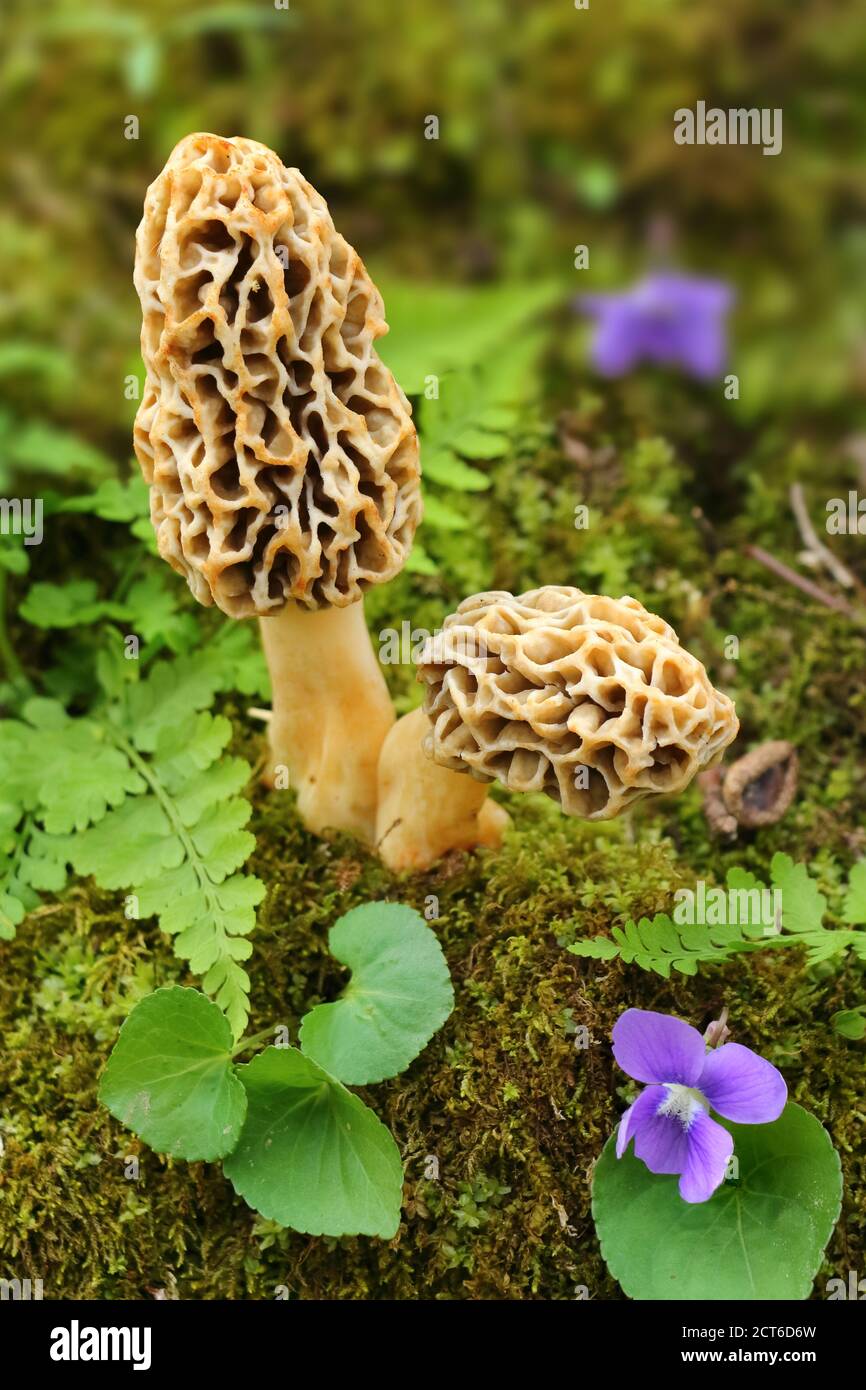 Two morel mushrooms growing out of moss surrounded by green plants and