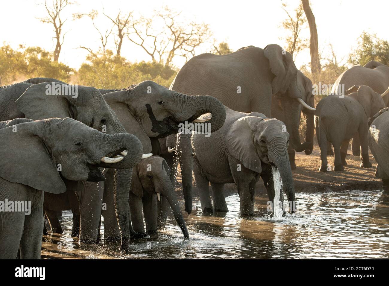 Herd of African elephants, Loxodonta africana, drink at a water hole during sunset in soft light. Stock Photo
