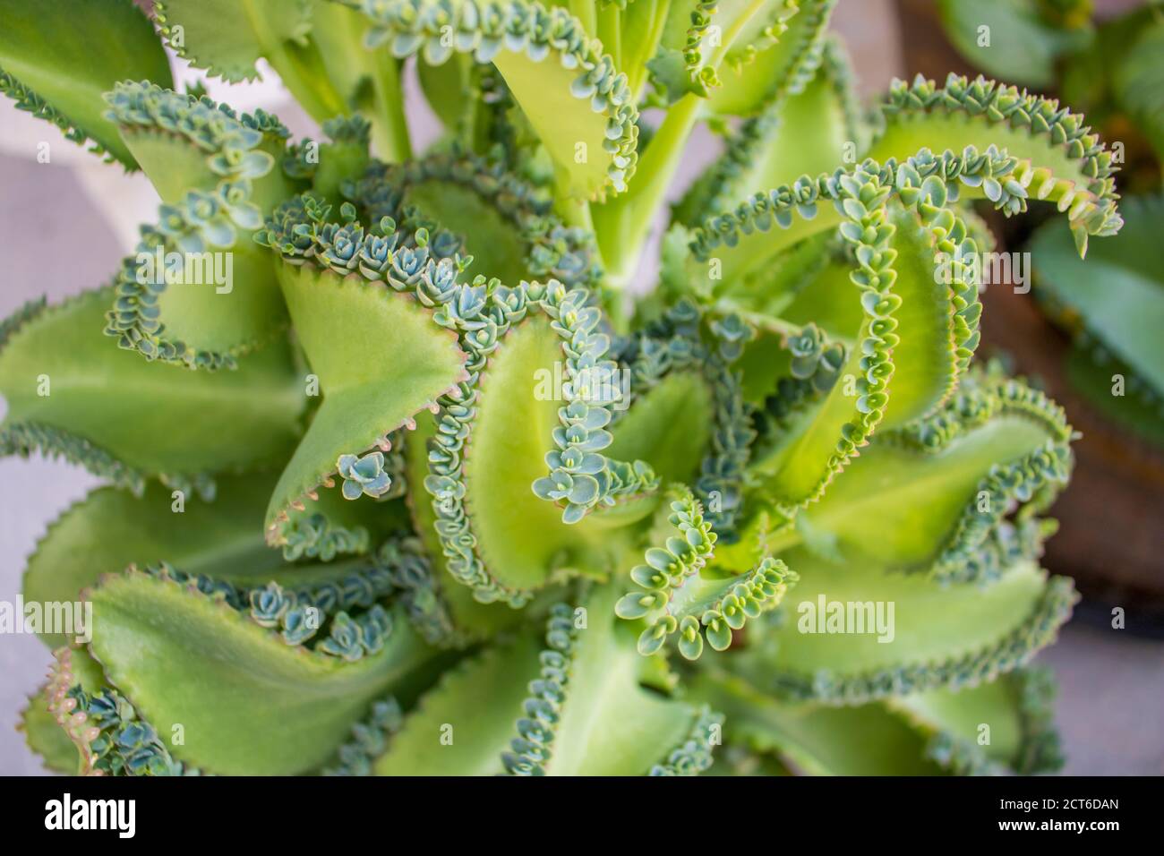 The reproductive leaves of Mother of thousands tree which is the asexual reproduction. Stock Photo