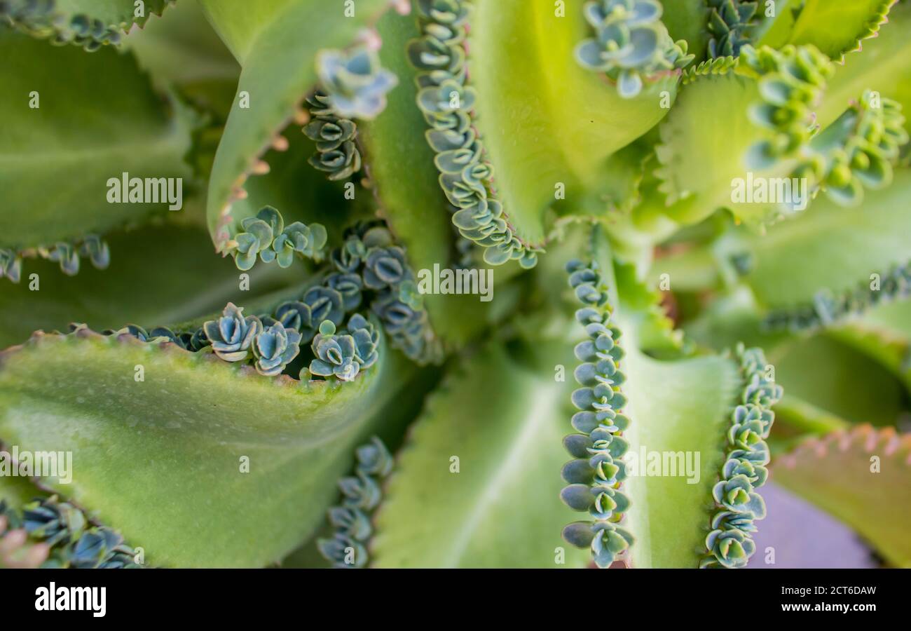 The reproductive leaves of Mother of thousands tree which is the asexual reproduction. Stock Photo
