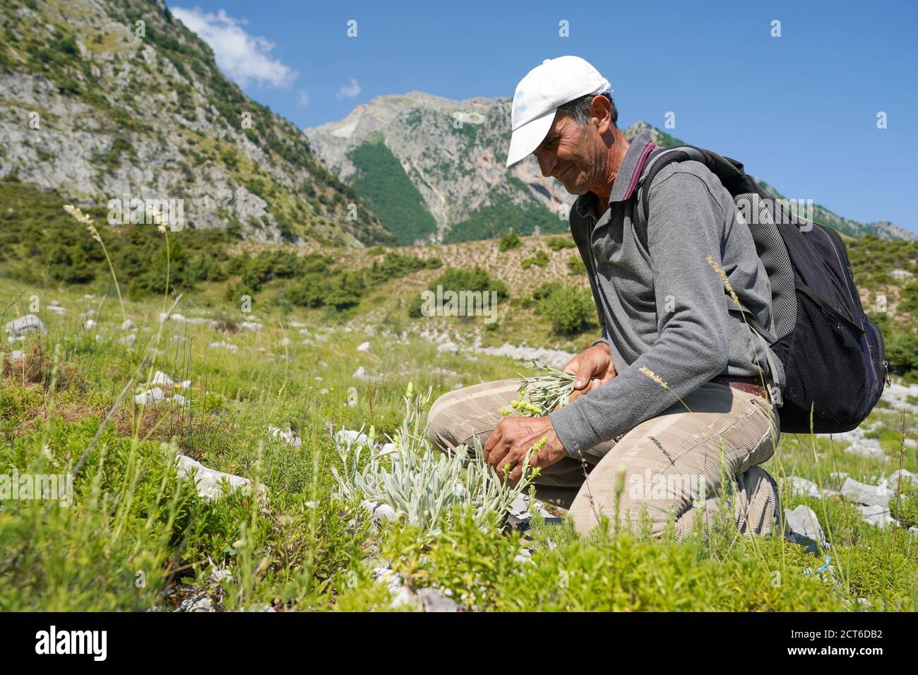 26 June 2020, Albania, Përmet: The Albanian tea collector of Greek