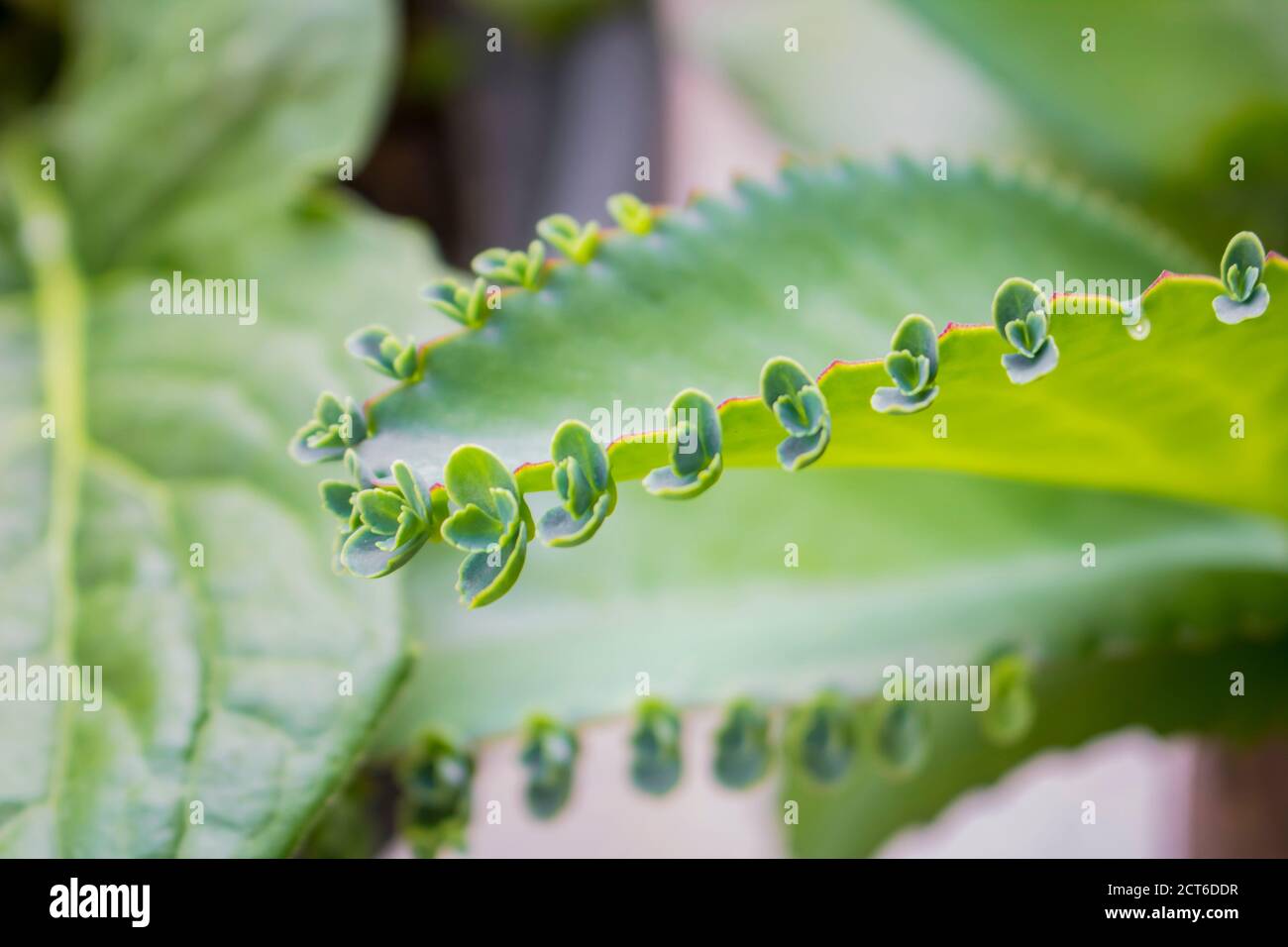 Bryophyllum High Resolution Stock Photography and Images Alamy