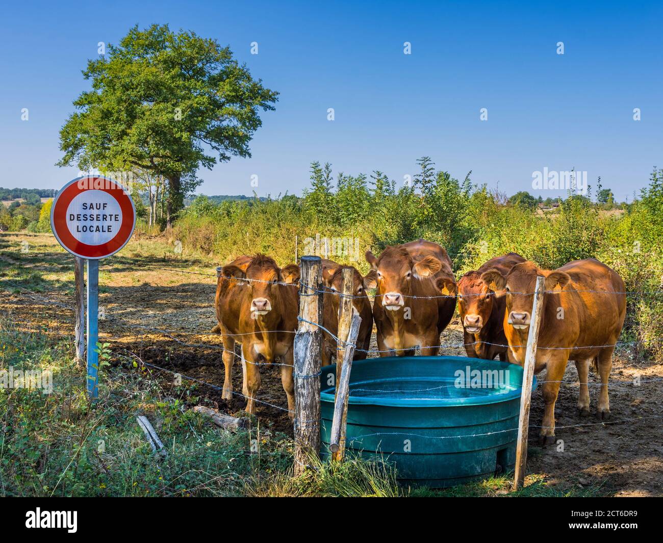 Young Jersey Cow High Resolution Stock Photography and Images - Alamy