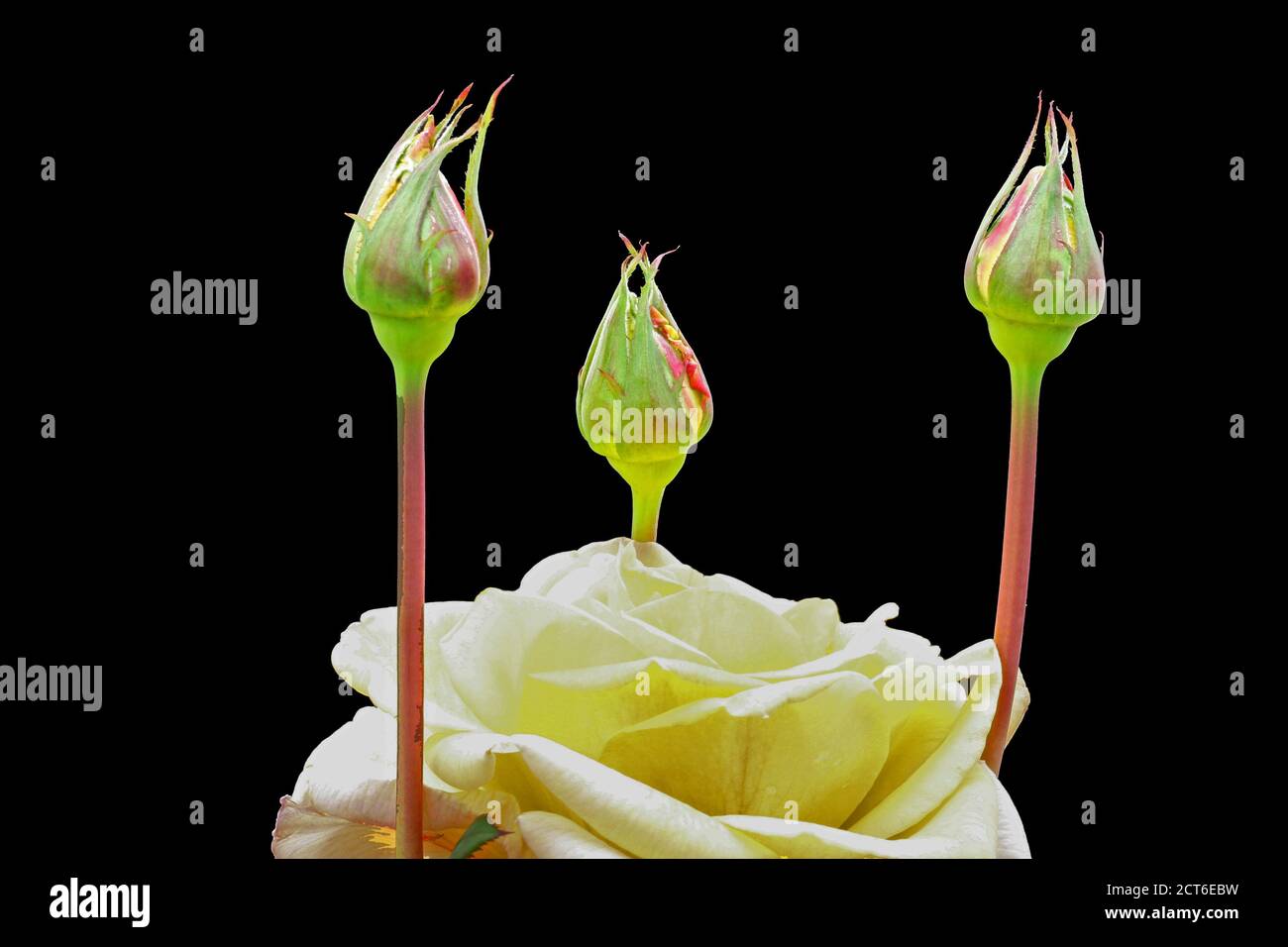 Rosiden rose hi-res stock photography and images - Alamy