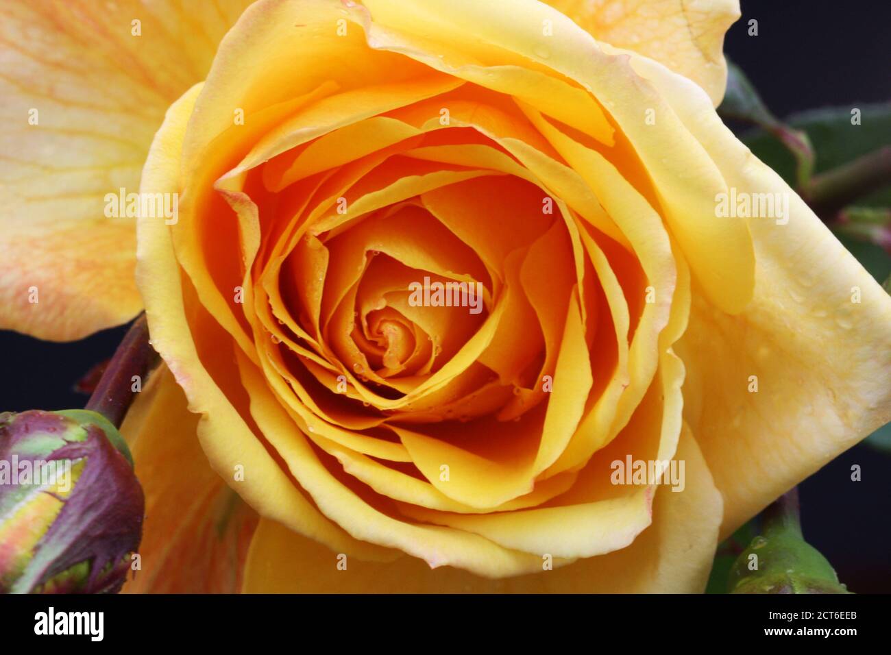 Rosiden rose hi-res stock photography and images - Alamy