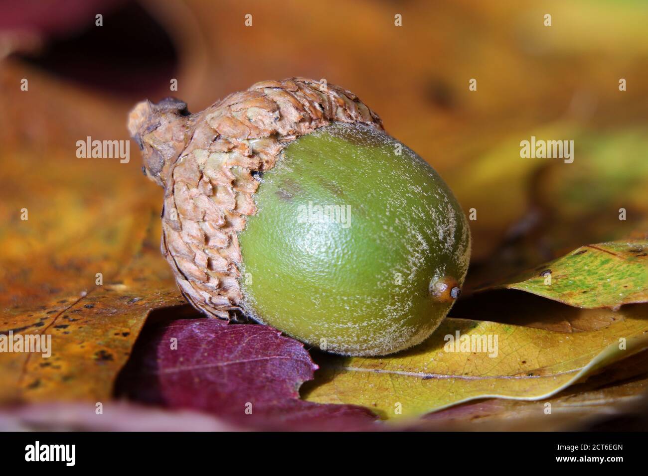 Close up of a green acorn on fall leaves Stock Photo