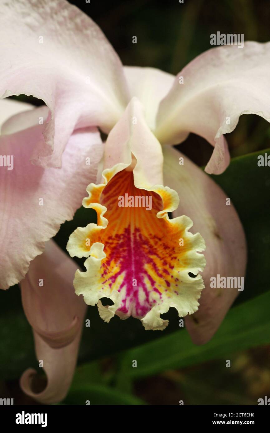 Orchidee cattleya Stock Photo