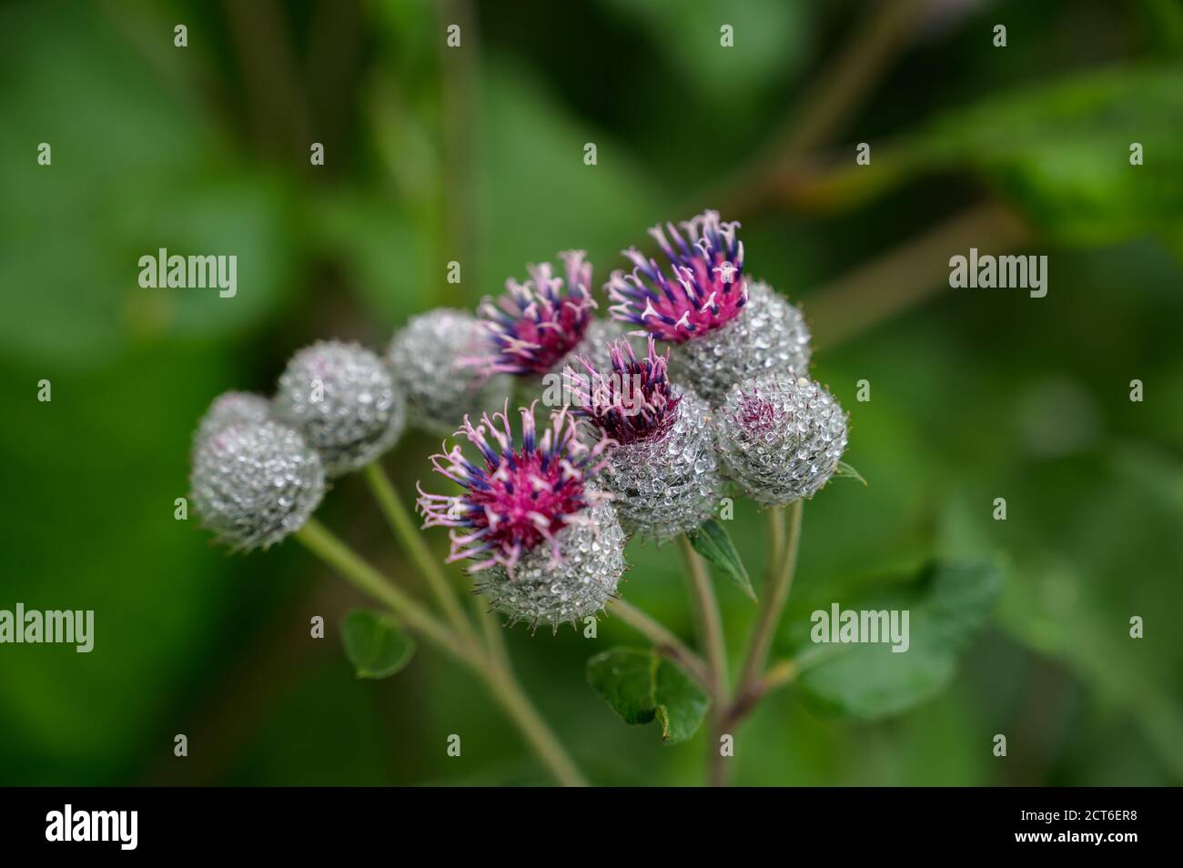 Flowers of Great Burdock (Arctium lappa). Selective focus with shallow depth of field. Stock Photo