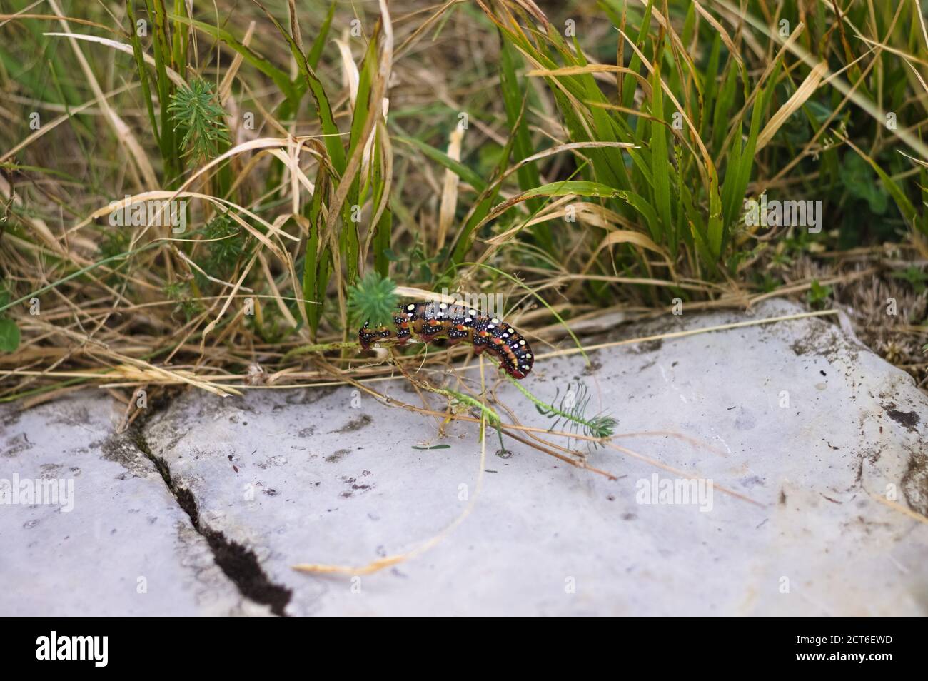 A black and red caterpillar with white dots on the back is eating a leaf (Marche, Italy, Europe) Stock Photo
