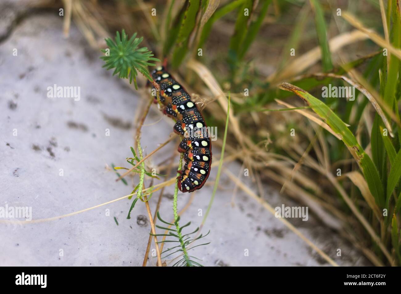A black and red caterpillar with white dots on the back is eating a leaf (Marche, Italy, Europe) Stock Photo